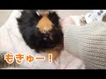 撫でろ！触るな！撫でろ！あっち行け！なモルモット　Fighting Guinea Pig