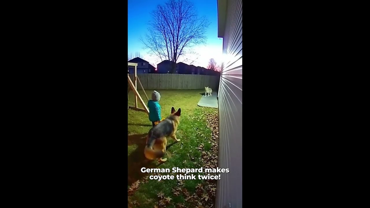 Ring camera captures German Shepard protecting child from coyote