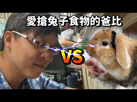 愛跟幣寶搶食物的爸比|跟兔子搶食物是什麼體驗