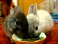 Bunnies Listen to the News About Airport Naked Body-Scanners / Roland SVC-350 Vocoder