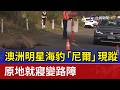 澳洲明星海豹「尼爾」現蹤 原地就寢變路障