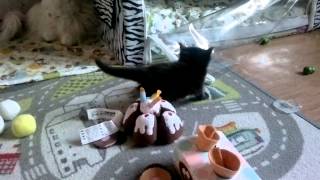 Черный котенок мейн-кун Черный котенок мейн-кун