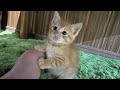 【子猫】茶トラの子猫にアレあげてみた