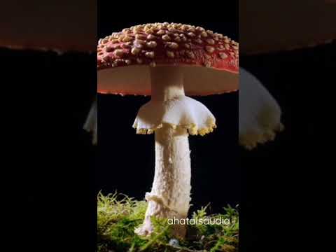 شاهد الفطر كيف يكبر سبحان الله 