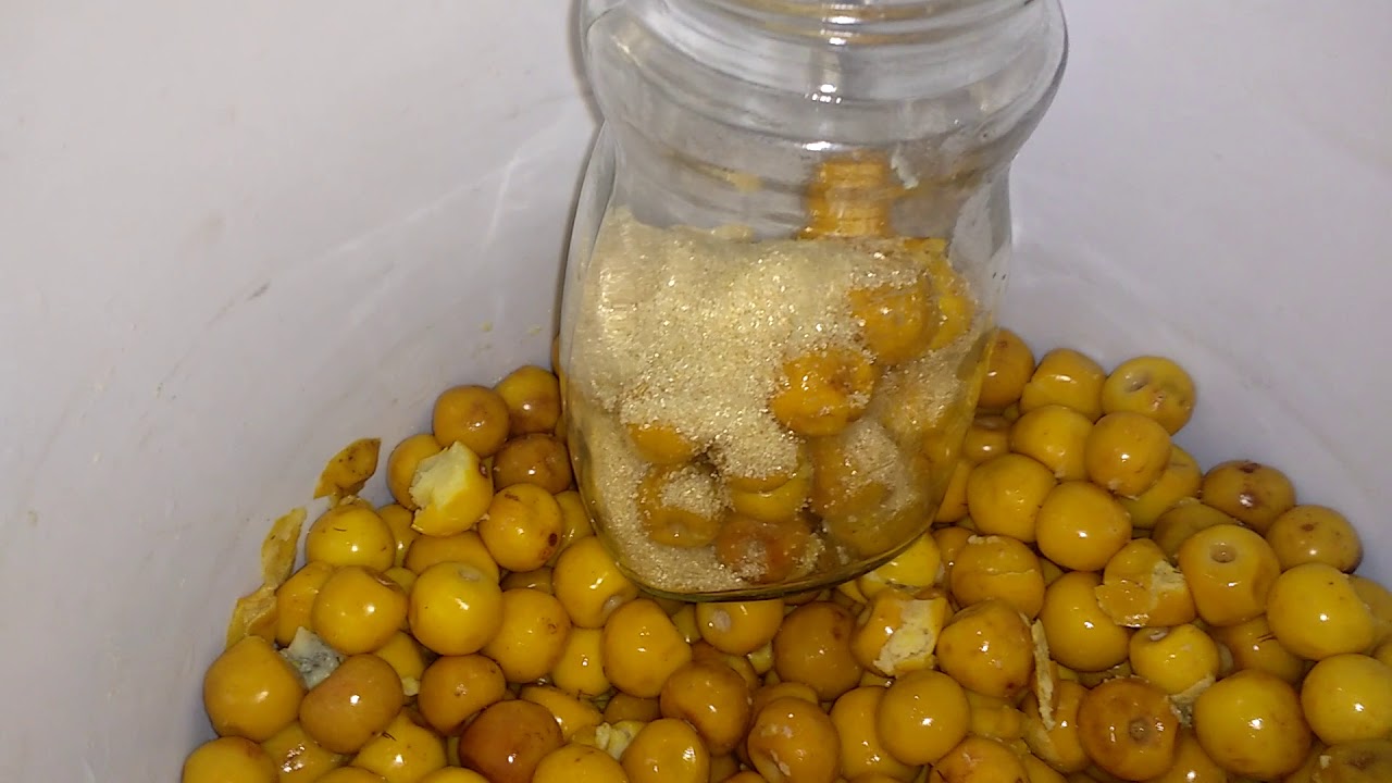 Nanches curtidos YouTube