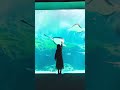 【永久保存版】水族館で撮った動画が綺麗すぎる！今すぐ真似できる簡単な撮り方#shorts