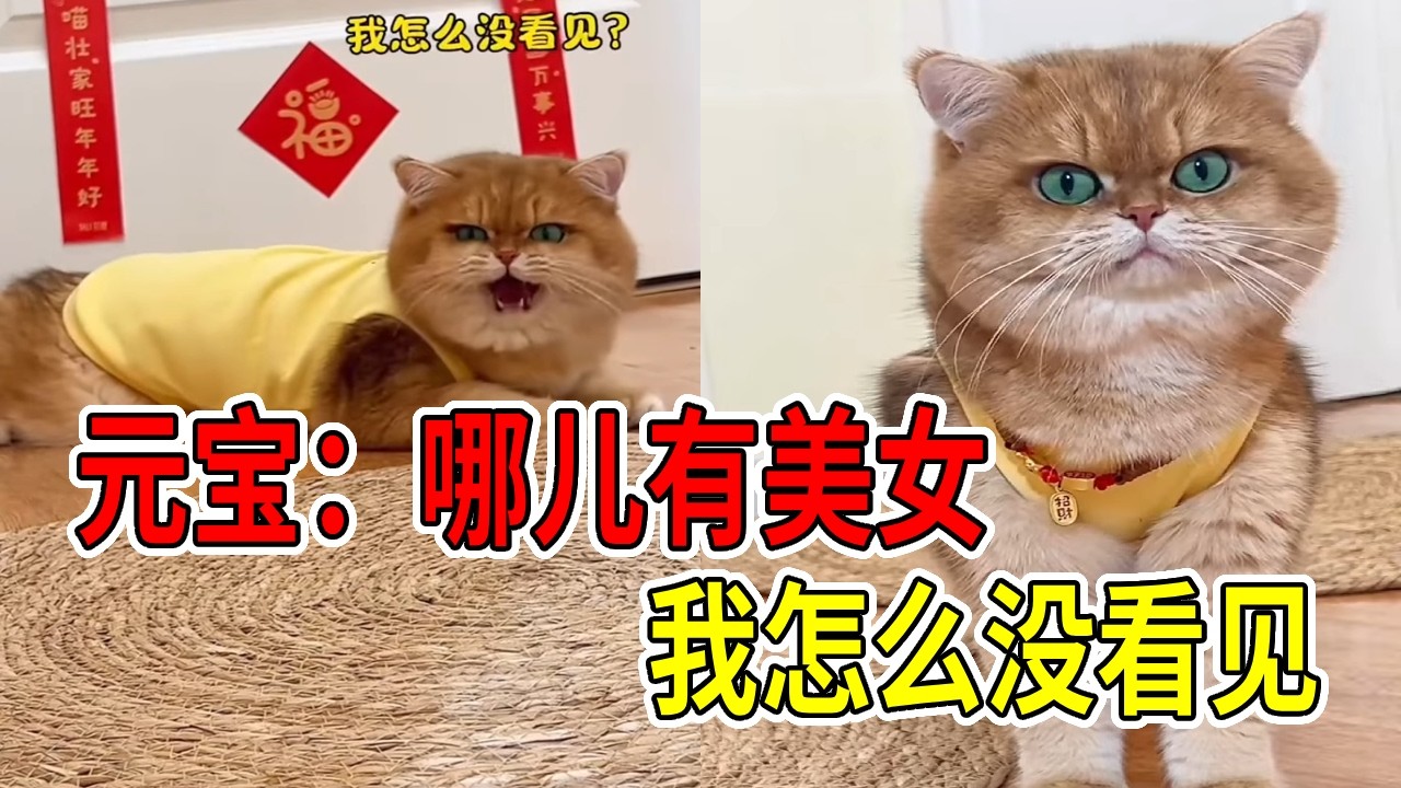 元宝:真是浪费感情！期待半天原来是让我看你！ #萌宠出道计划 #话痨猫