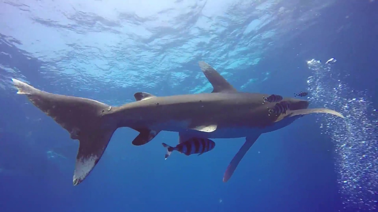 Лонгиманусы и лисья акула. Египет. Brothers Islands