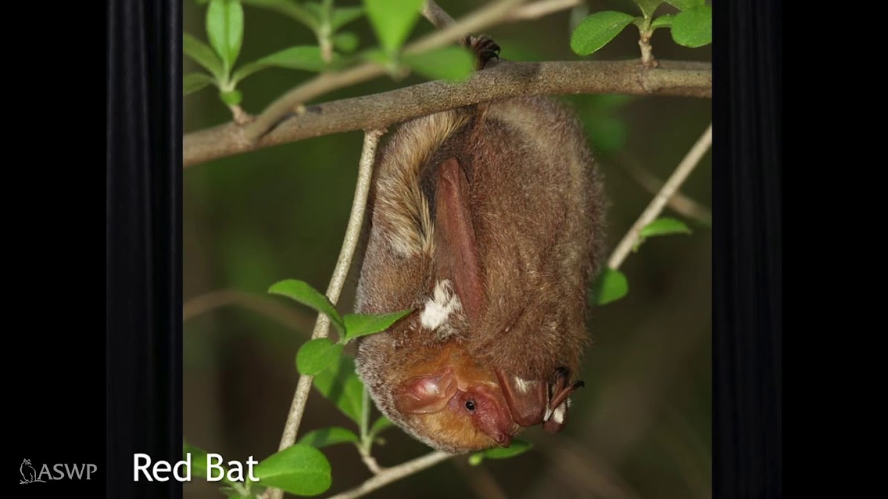 Bats: which species live in PA? Join Scott as he talks bats and shows images of local bats.