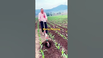 Maize Farming #maizefarming #youtubeshorts  #shortsfeed  #viralshorts