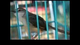 Burung ciblek gunung full ngeroll panjang Imoet CPT Indra W di omkicau com