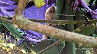 Baby sloth Roo relaxing in the hammock - 10\/24\/23 - SlothTV playground cam via explore.org