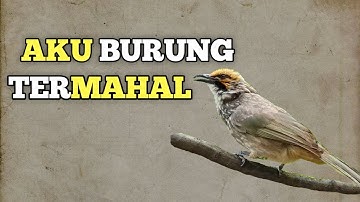Mengenal Lebih Dekat Burung Cucak Rowo atau Cucak Rawa