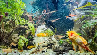 Feeding Pet Fish in Aquarium with Water Sound - My Dream Fish Tank! 2