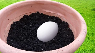 Cosa succede se lasci un uovo sotto terra?
