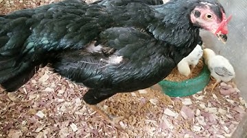 Update on me nyuam qaib tundra