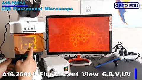 OPTO-EDU A16.2601 40x - 1000x LED Trinocular Fluorescence Microscope For Research / Learning
