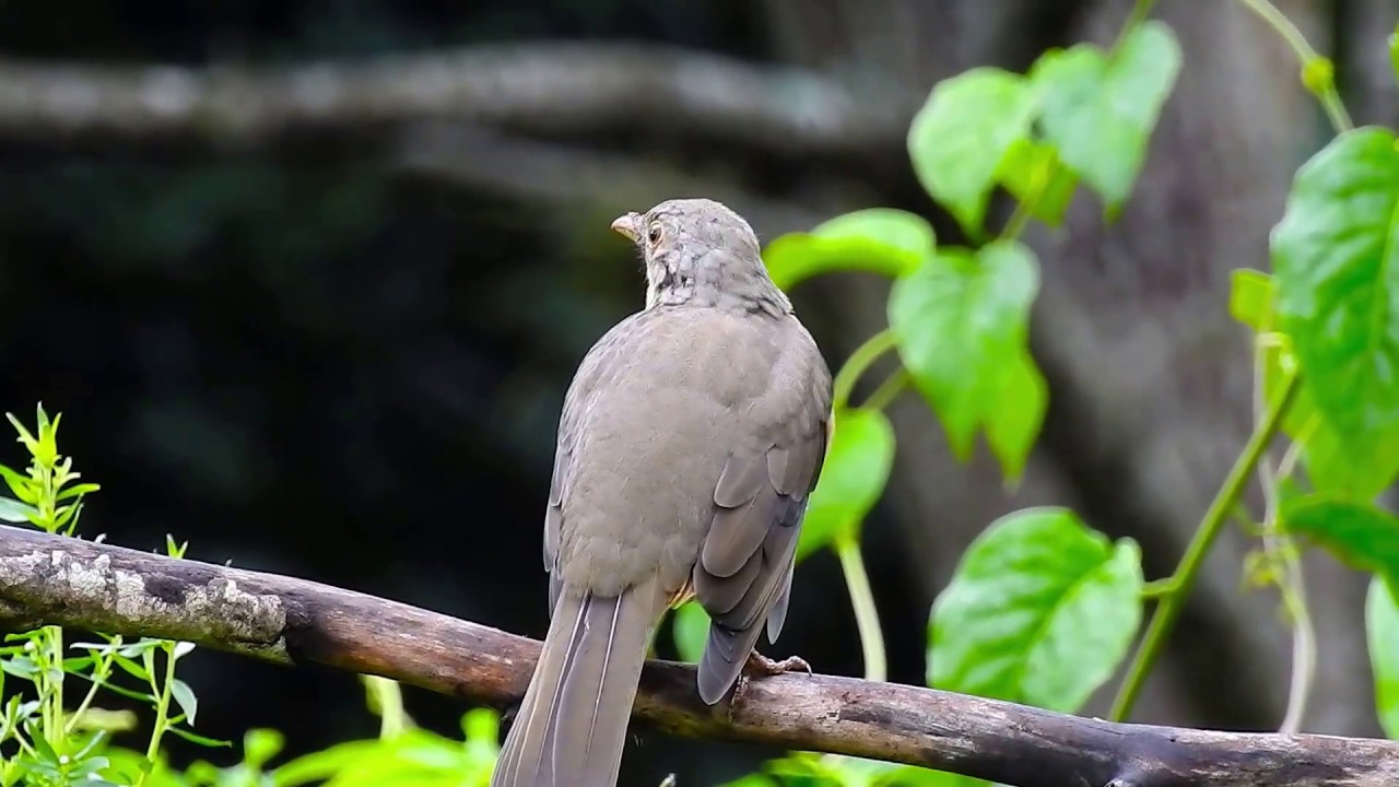 Sabiálaranjeira, Ave canora, Ave símbolo do Brasil, Turdus rufiventris