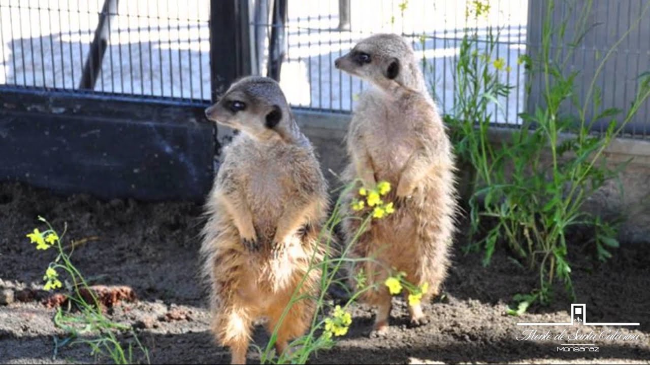 Monte Santa Catarina, Monsaraz - Promotional Video - English version - Air Drone View