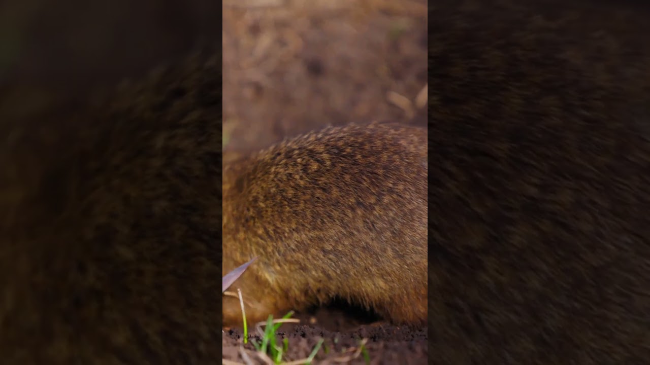 Experts Dropped Gophers Onto Lifeless Mount St Helens — 40 Years Later ...