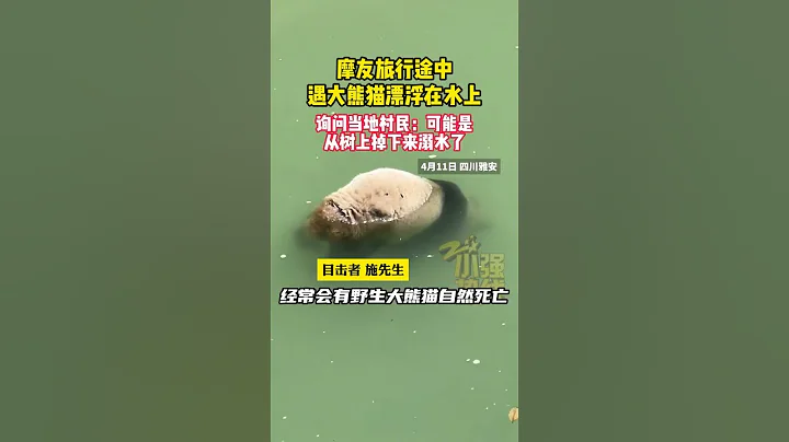 4月11日摩友旅行途中发现大熊猫漂浮水中溺水死亡 #摩友 #大熊猫 #四川雅安 - 天天要闻