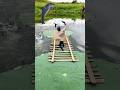 Creative Lotus Videography Ideas ๐ชทโจ
