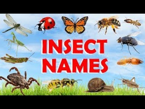 Insects & Bugs Vocabulary ll About 150 Insects & Bugs names In English With Pictures ll Insects Name