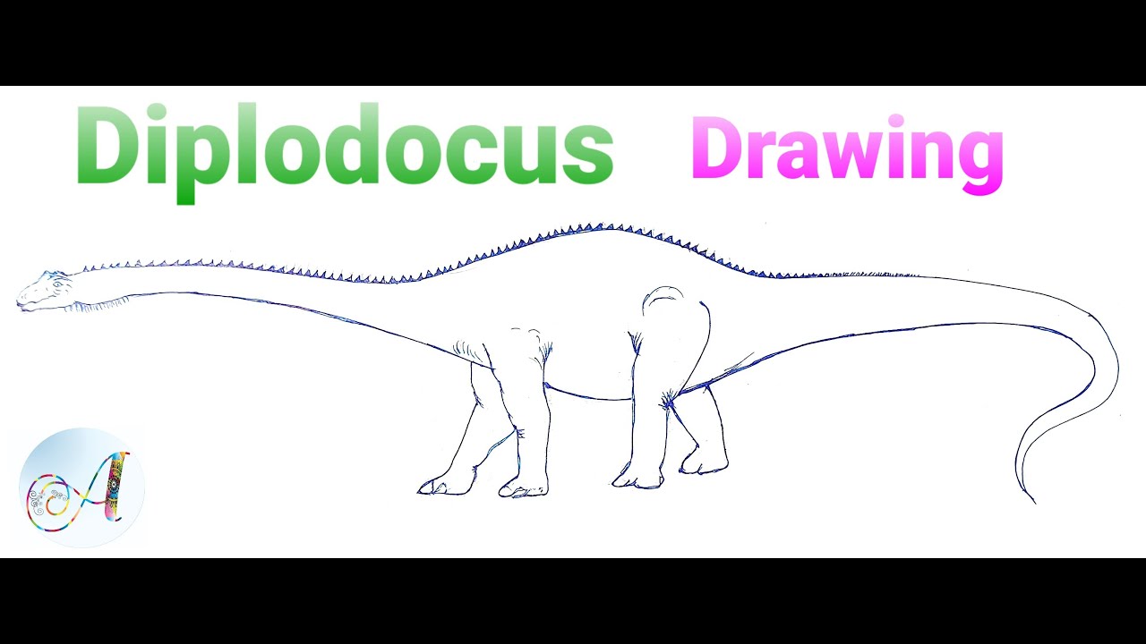 Bryan Mun - Diplodocus skeleton study