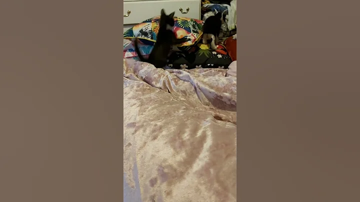 Watch the video about #scarlettdepp #orientalkittens #josie #galina #emerald #dior #leonardo BEAUTIFUL ORIENTAL KITTENS