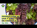 564. Producción de Uva y Vino de Coahuila