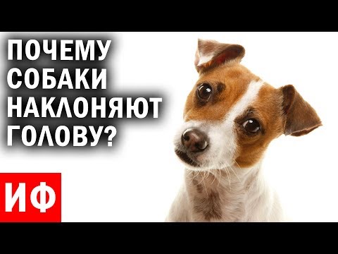 ПОЧЕМУ собаки НАКЛОНЯЮТ голову? #ИФ