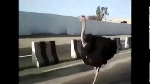 An ostrich pushing it to the limit