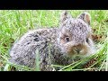 Bébé lièvre dans les herbes hautes à Anneville sur Mer