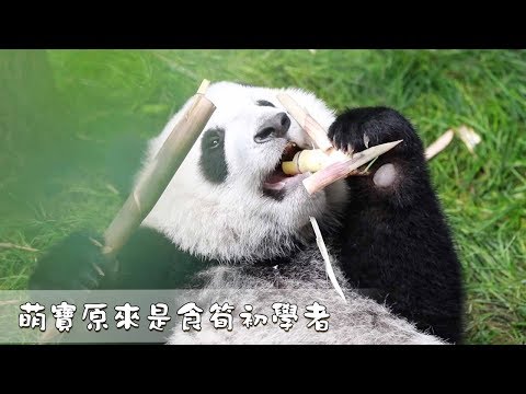 《熊貓早晚安》萌寶原來是食筍初學者 | iPanda