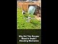 Why Did This Rooster Bleed to Death? Shocking Mechanics