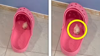 El Perro Más Pequeño del Mundo