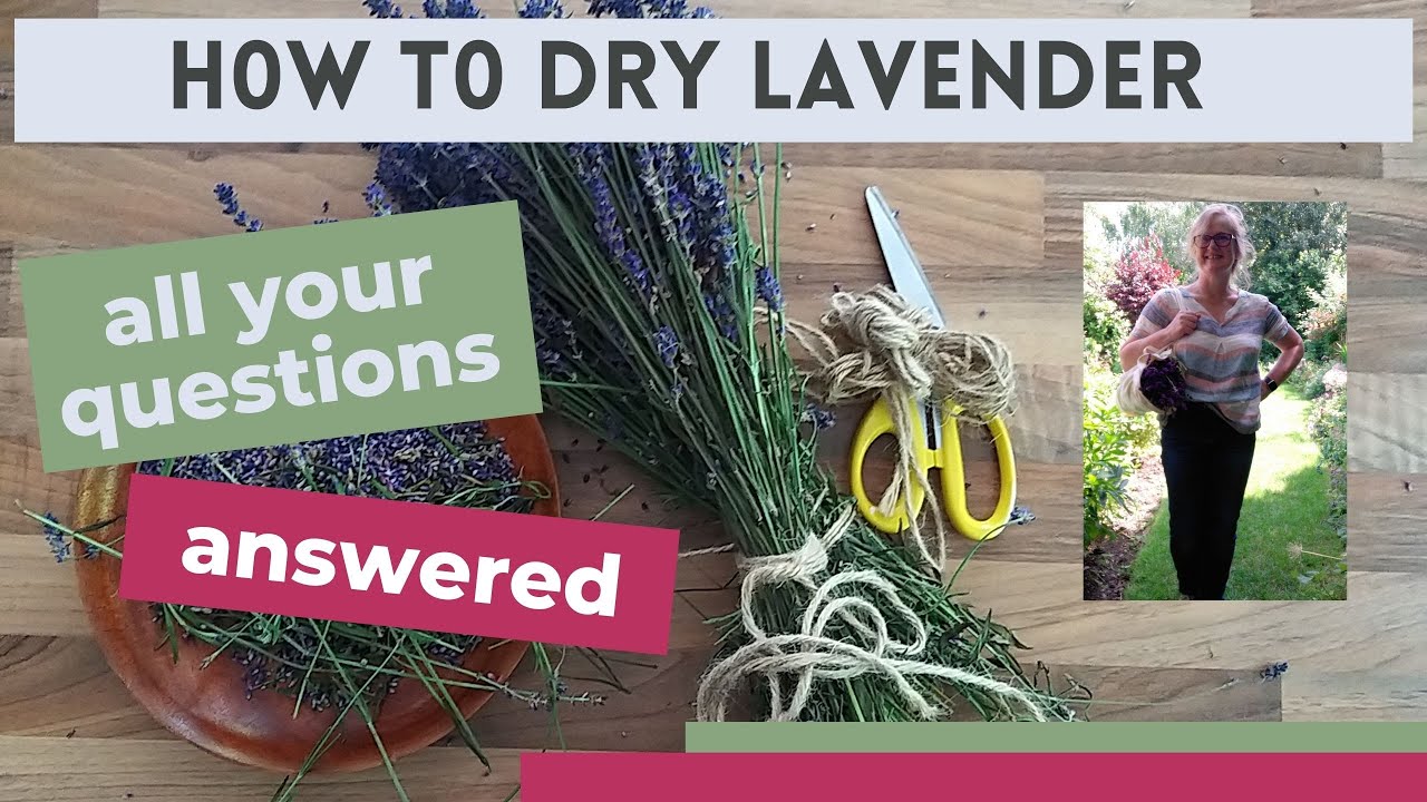 How to Dry Lavender Flowers and Leaves at Home - FigNut