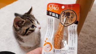 Kitten Coco eats bonito for the first time