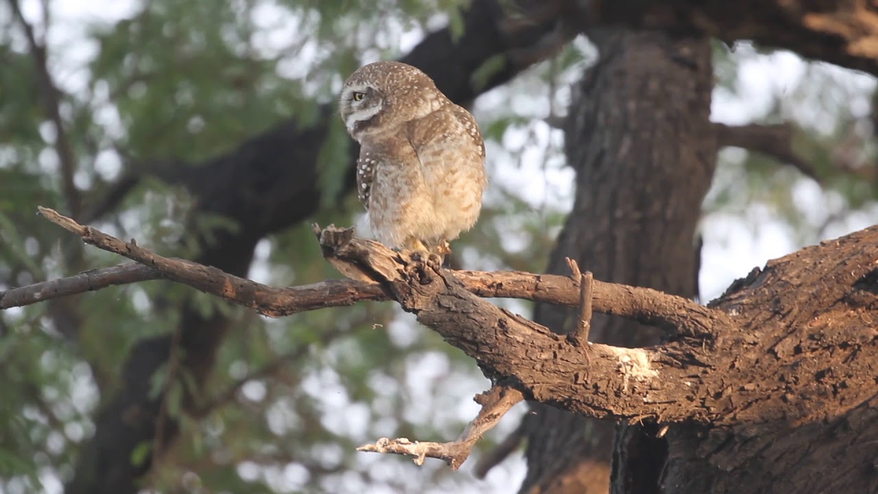 Spotted Owl 