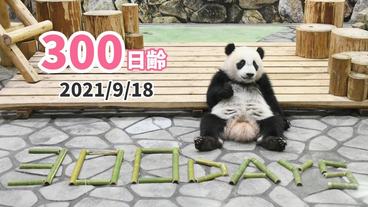 パンダの赤ちゃん（楓浜）】300日齢を迎えました！（300日齢） - YouTube