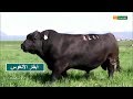 سلالة أبقار الأنغوس | مميزاتها والغرض منها