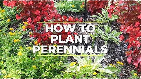 How to Plant Bare Root Perennial Plants - TN Nursery