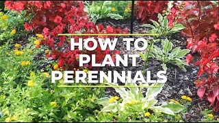 How to Plant Bare Root Perennial Plants - TN Nursery
