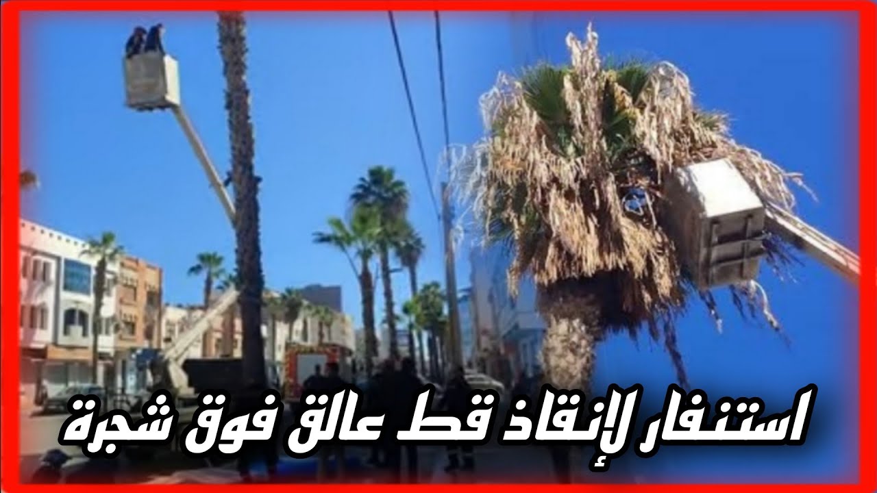 الوقاية المدنية بالناظور تتدخل لإنقاذ قط عالق على الشجرة