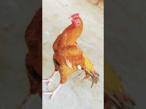 #shorts#aseel#asil#pakasil# Peruvian #kelsorooster#hatchrooster#shamo#spanishgamefawl
