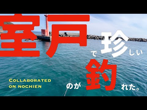 【カゴ釣り】32日目　室戸で珍しいのが釣れた【初コラボ】