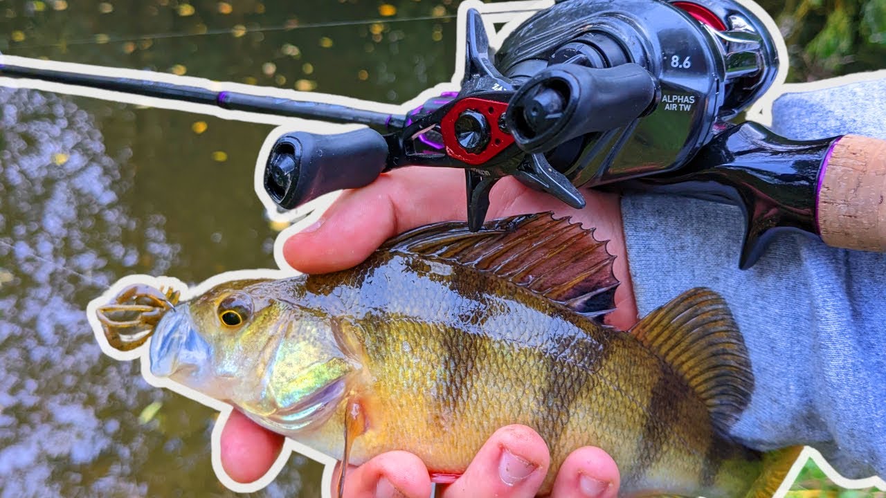 Ultra Light Lure Fishing For River Perch, Essex YouTube