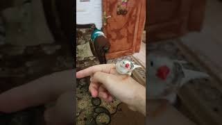 ترويض عصفور الفنجس الزيبرا Taming zebra finch