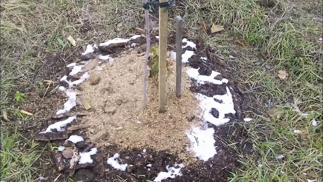 Лещина схема посадки. Фундук трапезунд саженцы. Посадка лесного ореха на участке. Посадка орешника. Посадка фундука осенью.