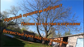 Арбористика‼️Удаление По Частям Огромного Ветвистого Ореха🌳, Растущего Над Хозпостройками